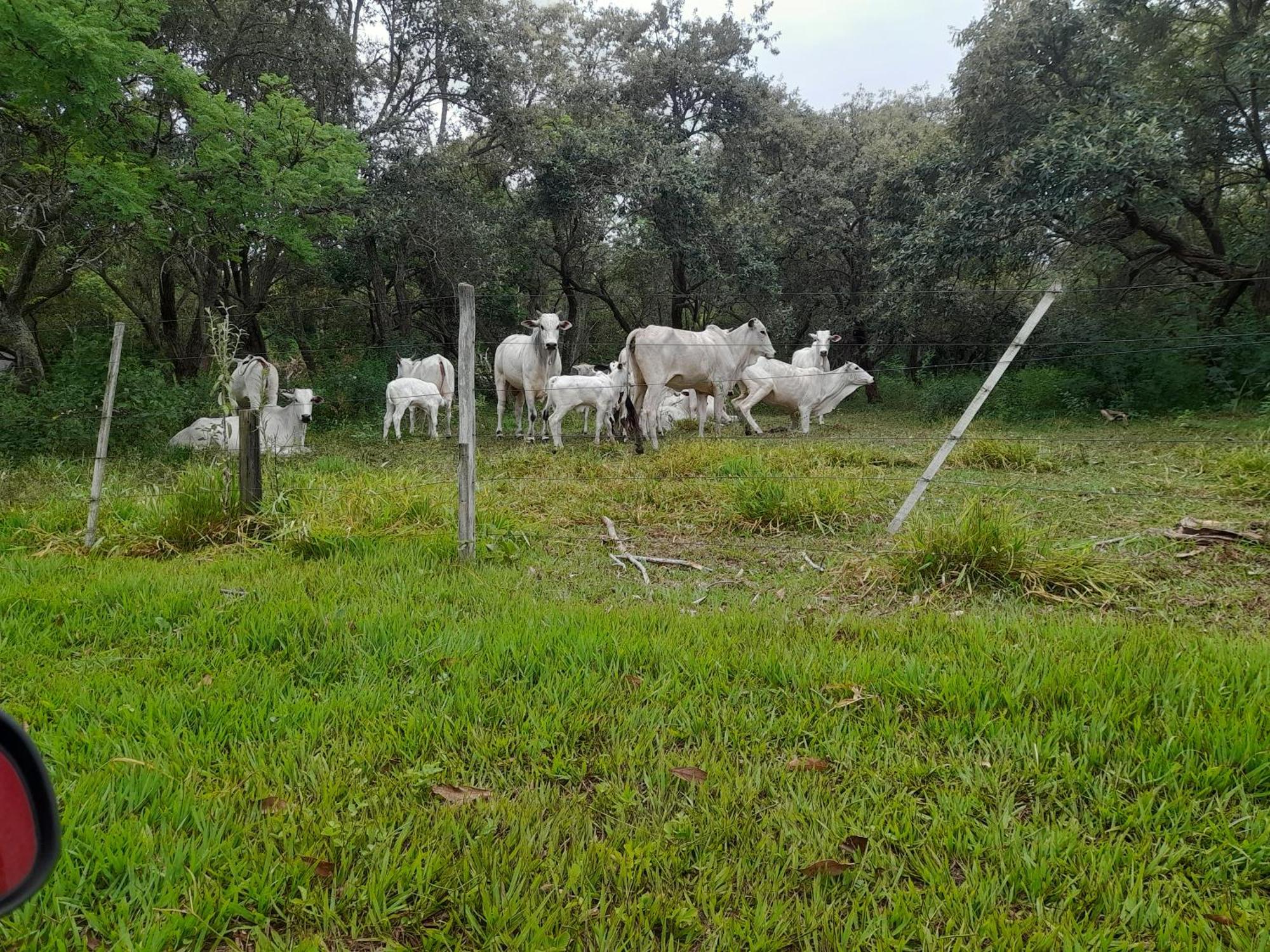 Hotel Fazenda Recanto Do Monte Alegre Piraju Kültér fotó