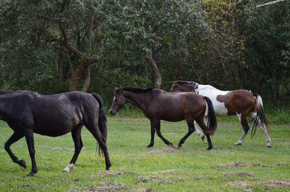 Hotel Fazenda Recanto Do Monte Alegre Piraju Kültér fotó